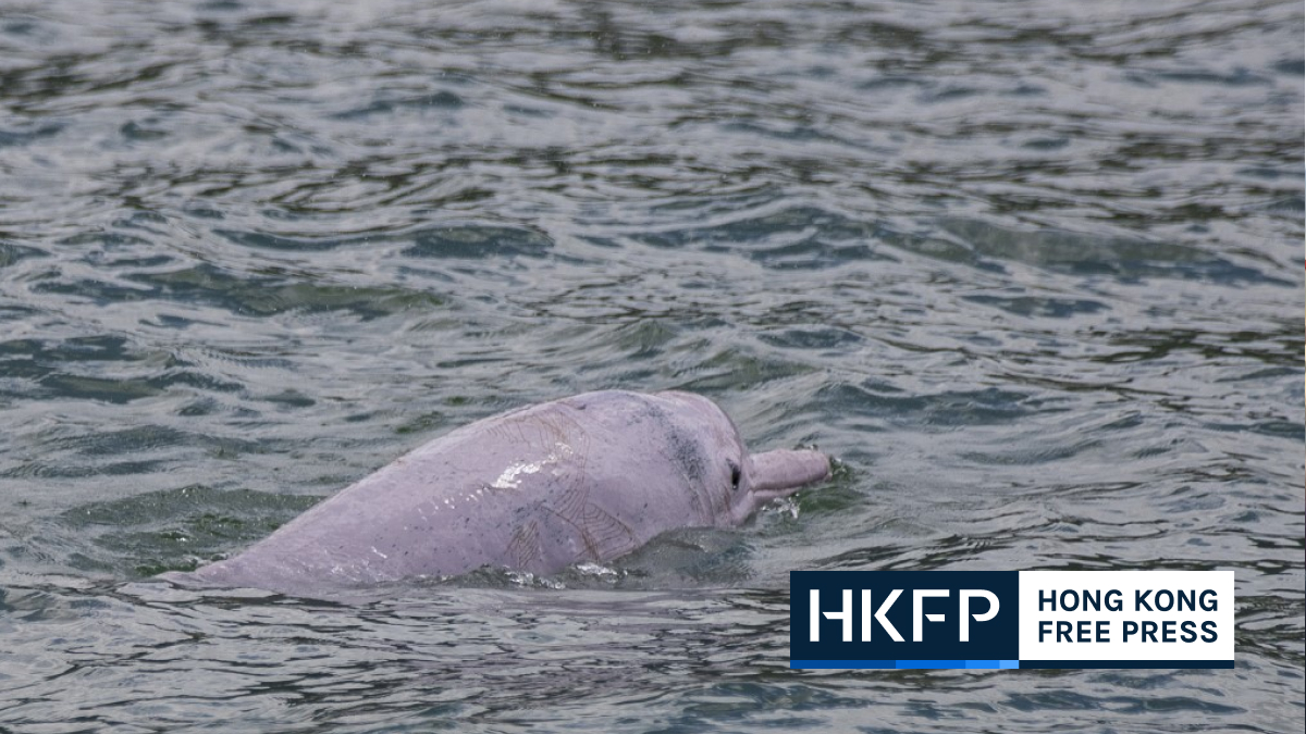 Hong Kong pink dolphins return after coronavirus reduces marine traffic