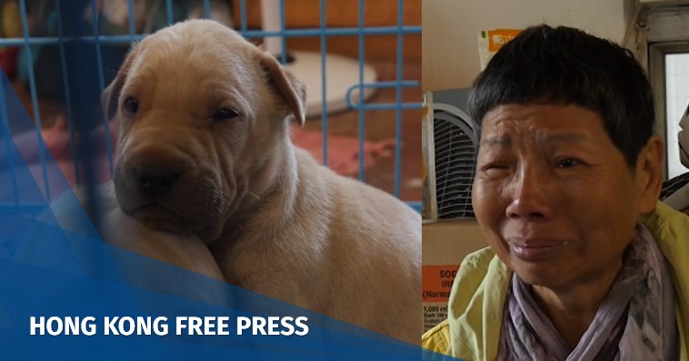 Video: Hong Kong Humans – Reality bites as local animal shelter fears for the future