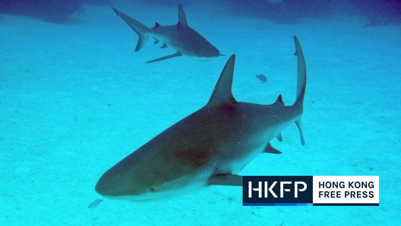 sharks endangered hong kong